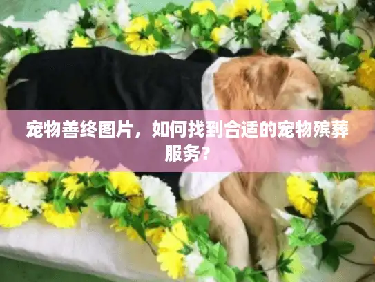 宠物善终图片，如何找到合适的宠物殡葬服务？