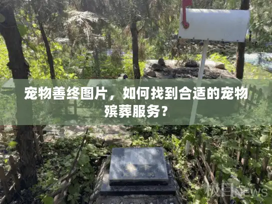 宠物善终图片，如何找到合适的宠物殡葬服务？