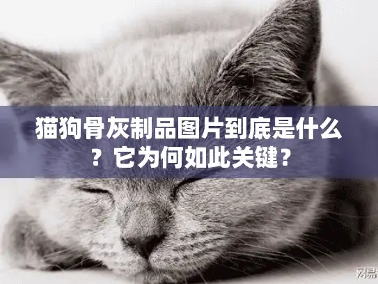 猫狗骨灰制品图片到底是什么？它为何如此关键？