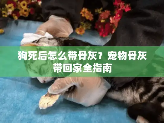 狗死后怎么带骨灰?宠物骨灰带回家全指南 狗死后怎么带骨灰?宠物骨灰带回家全指南