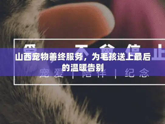 山西宠物善终服务，为毛孩送上最后的温暖告别