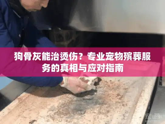 狗骨灰能治烫伤？专业宠物殡葬服务的真相与应对指南