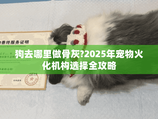 狗去哪里做骨灰?2025年宠物火化机构选择全攻略 狗去哪里做骨灰?2025年宠物火化机构选择全攻略