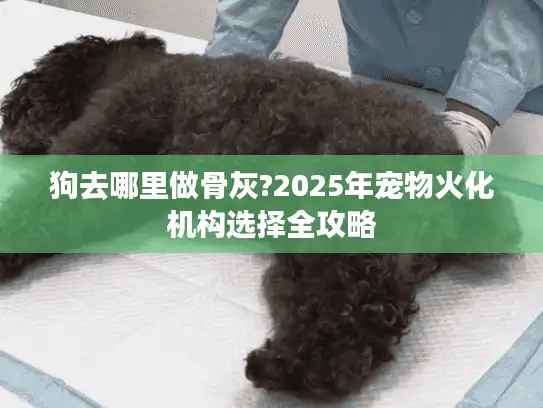 狗去哪里做骨灰?2025年宠物火化机构选择全攻略 狗去哪里做骨灰?2025年宠物火化机构选择全攻略