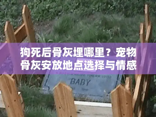 狗死后骨灰埋哪里？宠物骨灰安放地点选择与情感指南