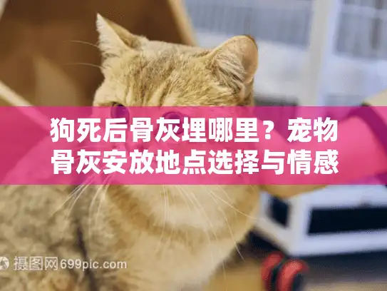 狗死后骨灰埋哪里？宠物骨灰安放地点选择与情感指南