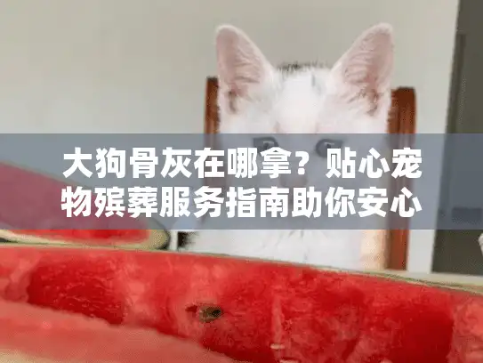 大狗骨灰在哪拿？贴心宠物殡葬服务指南助你安心取回