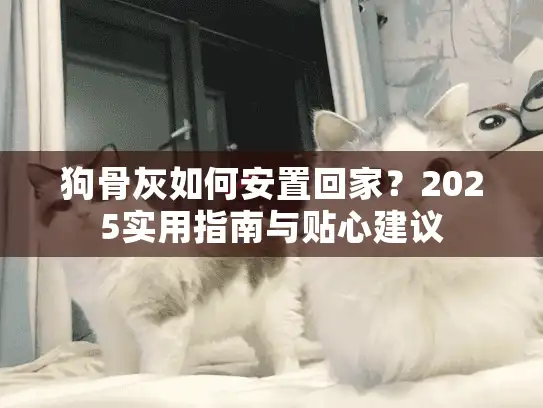 狗骨灰如何安置回家？2025实用指南与贴心建议