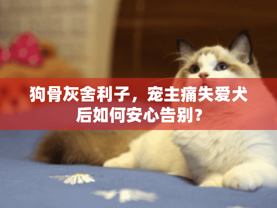 狗骨灰舍利子,宠主痛失爱犬后如何安心告别? 狗骨灰舍利子,宠主痛失爱犬后如何安心告别?