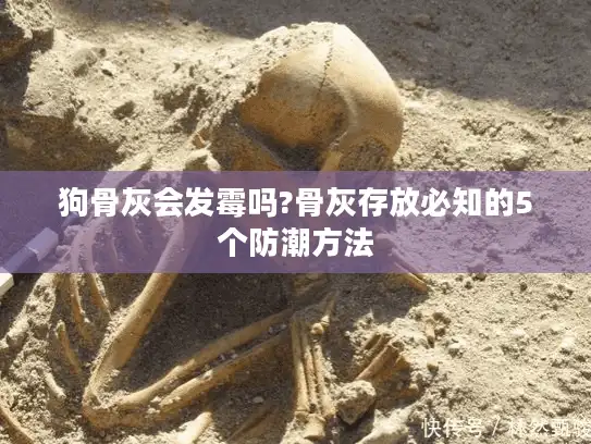 狗骨灰会发霉吗?骨灰存放必知的5个防潮方法