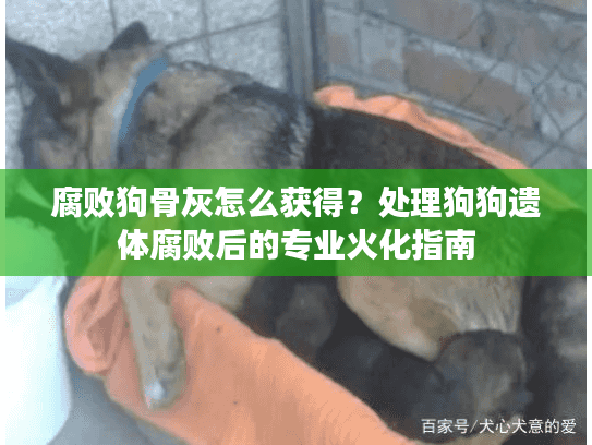 腐败狗骨灰怎么获得？处理狗狗遗体腐败后的专业火化指南