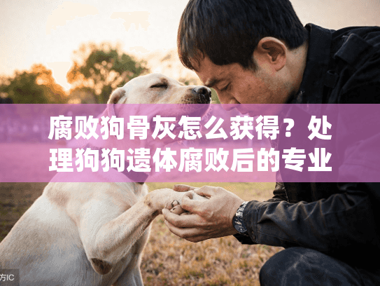 腐败狗骨灰怎么获得？处理狗狗遗体腐败后的专业火化指南