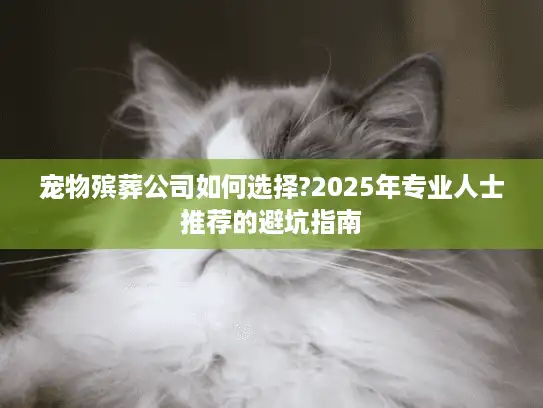宠物殡葬公司如何选择?2025年专业人士推荐的避坑指南