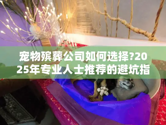 宠物殡葬公司如何选择?2025年专业人士推荐的避坑指南