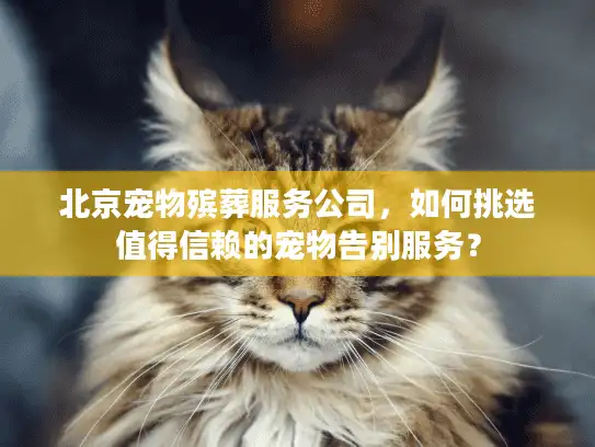 北京宠物殡葬服务公司，如何挑选值得信赖的宠物告别服务？