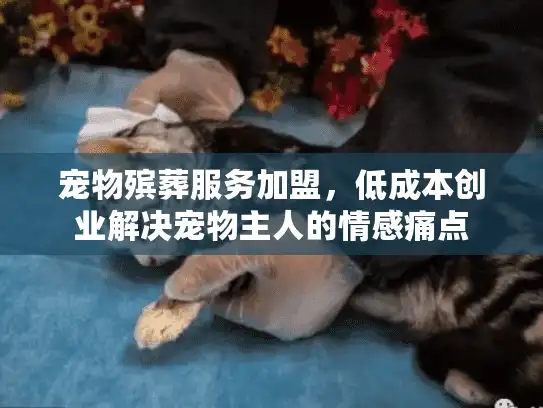 宠物殡葬服务加盟，低成本创业解决宠物主人的情感痛点