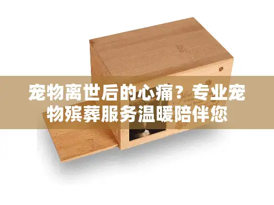 宠物离世后的心痛？专业宠物殡葬服务温暖陪伴您