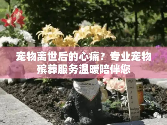 宠物离世后的心痛？专业宠物殡葬服务温暖陪伴您
