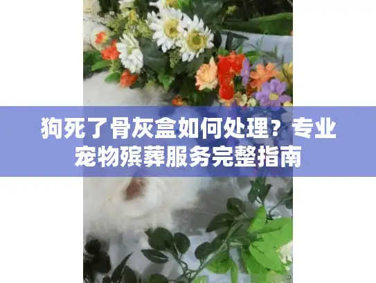 狗死了骨灰盒如何处理？专业宠物殡葬服务完整指南