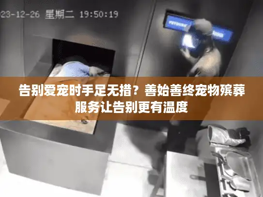 告别爱宠时手足无措？善始善终宠物殡葬服务让告别更有温度