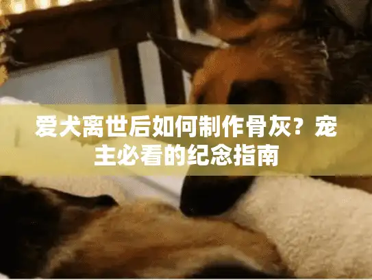 爱犬离世后如何制作骨灰?宠主必看的纪念指南 爱犬离世后如何制作骨灰?宠主必看的纪念指南