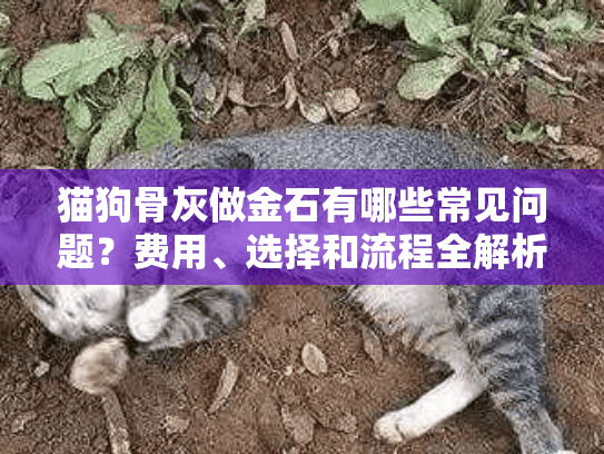 猫狗骨灰做金石有哪些常见问题？费用、选择和流程全解析