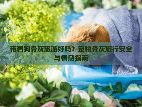 带着狗骨灰旅游好吗？宠物骨灰旅行安全与情感指南