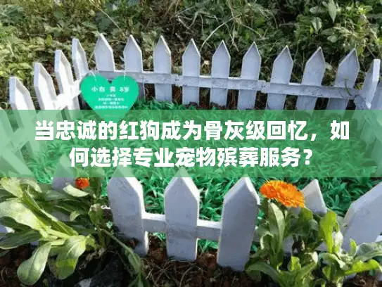当忠诚的红狗成为骨灰级回忆，如何选择专业宠物殡葬服务？