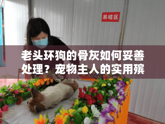 老头环狗的骨灰如何妥善处理？宠物主人的实用殡葬服务指南