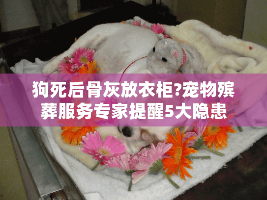 狗死后骨灰放衣柜?宠物殡葬服务专家提醒5大隐患