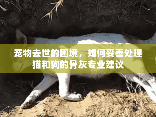 宠物去世的困境，如何妥善处理猫和狗的骨灰专业建议