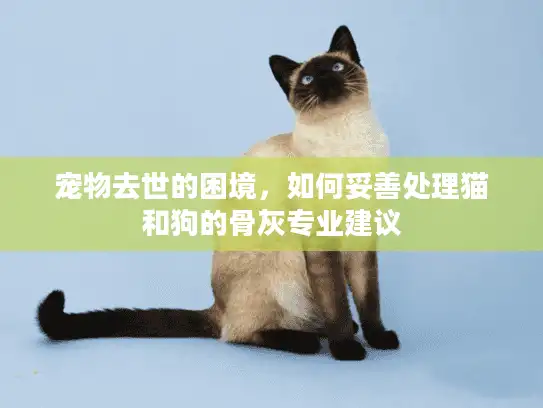 宠物去世的困境，如何妥善处理猫和狗的骨灰专业建议
