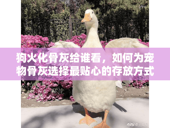 狗火化骨灰给谁看,如何为宠物骨灰选择最贴心的存放方式? 狗火化骨灰给谁看,如何为宠物骨灰选择最贴心的存放方式?