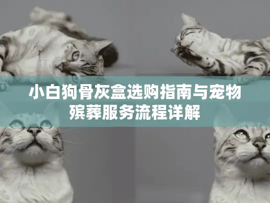 小白狗骨灰盒选购指南与宠物殡葬服务流程详解