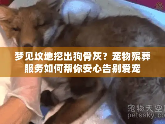 梦见坟地挖出狗骨灰？宠物殡葬服务如何帮你安心告别爱宠