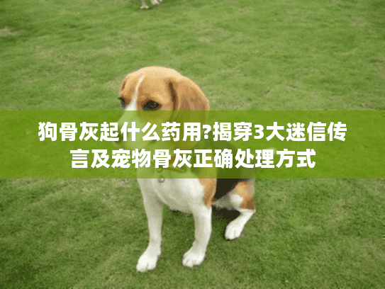 狗骨灰起什么药用?揭穿3大迷信传言及宠物骨灰正确处理方式