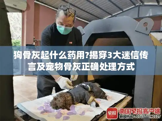 狗骨灰起什么药用?揭穿3大迷信传言及宠物骨灰正确处理方式