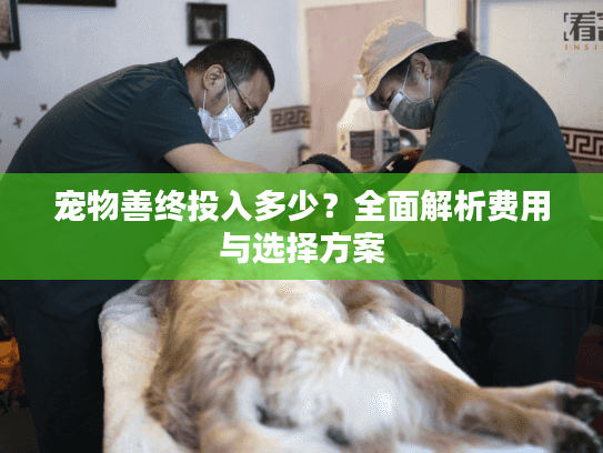 宠物善终投入多少？全面解析费用与选择方案