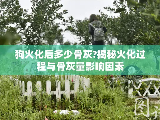 狗火化后多少骨灰?揭秘火化过程与骨灰量影响因素