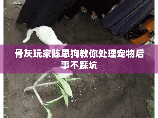 骨灰玩家陈思狗教你处理宠物后事不踩坑