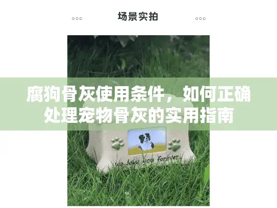 腐狗骨灰使用条件,如何正确处理宠物骨灰的实用指南 腐狗骨灰使用条件,如何正确处理宠物骨灰的实用指南