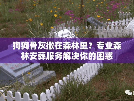 狗狗骨灰撒在森林里？专业森林安葬服务解决你的困惑