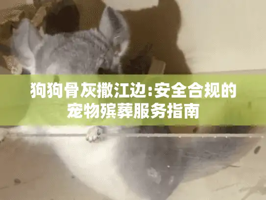 狗狗骨灰撒江边:安全合规的宠物殡葬服务指南