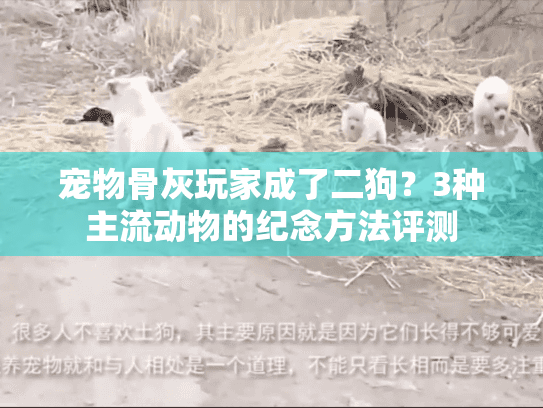 宠物骨灰玩家成了二狗?3种主流动物的纪念方法评测 宠物骨灰玩家成了二狗?3种主流动物的纪念方法评测