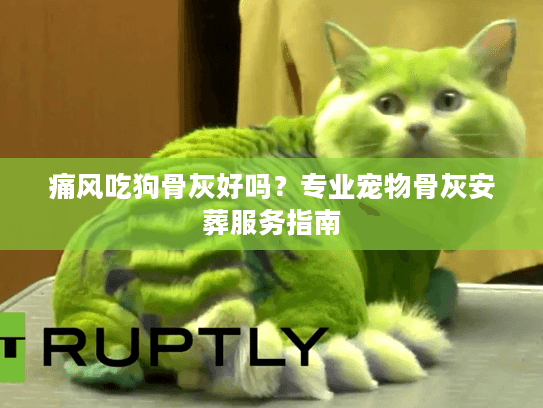 痛风吃狗骨灰好吗？专业宠物骨灰安葬服务指南