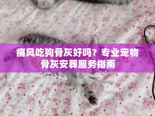 痛风吃狗骨灰好吗？专业宠物骨灰安葬服务指南