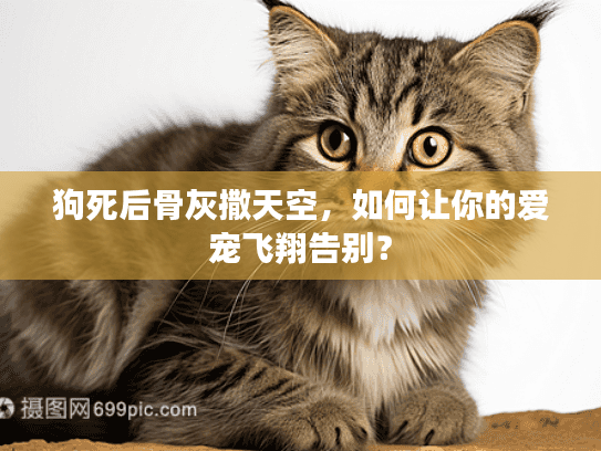 狗死后骨灰撒天空，如何让你的爱宠飞翔告别？