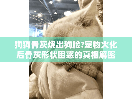 狗狗骨灰烧出狗脸?宠物火化后骨灰形状困惑的真相解密