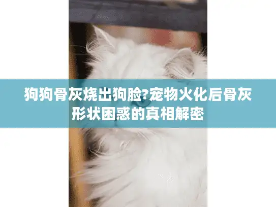 狗狗骨灰烧出狗脸?宠物火化后骨灰形状困惑的真相解密