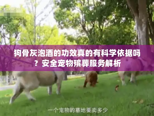 狗骨灰泡酒的功效真的有科学依据吗？安全宠物殡葬服务解析